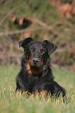 BEAUCERON 1012